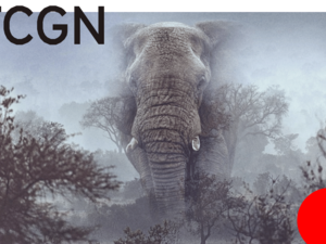 Der Dokumentarfilm GHOST ELEPHANTS von Werner Herzog 
