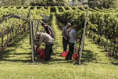 Die Weinlese im Tessin bietet Besuchenden die Möglichkeit, traditionelle Arbeitsschritte im Weinbau kennenzulernen und selbst einen Tag lang in die Rolle eines Winzers oder einer Winzerin zu schlüpfen