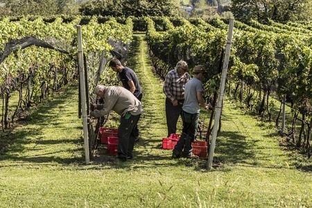 Die Weinlese im Tessin bietet Besuchenden die Möglichkeit, traditionelle Arbeitsschritte im Weinbau kennenzulernen und selbst einen Tag lang in die Rolle eines Winzers oder einer Winzerin zu schlüpfen