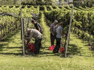 Die Weinlese im Tessin bietet Besuchenden die Möglichkeit, traditionelle Arbeitsschritte im Weinbau kennenzulernen und selbst einen Tag lang in die Rolle eines Winzers oder einer Winzerin zu schlüpfen Die Weinlese im Tessin bietet Besuchenden die Möglichkeit, traditionelle Arbeitsschritte im Weinbau kennenzulernen und selbst einen Tag lang in die Rolle eines Winzers oder einer Winzerin zu schlüpfen