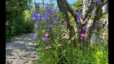 Seltene Blütenpracht: Pflanzen mit einzigartigen Farben und Formen 