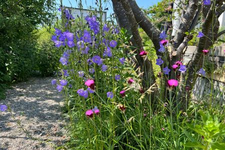 Seltene Blütenpracht: Pflanzen mit einzigartigen Farben und Formen 