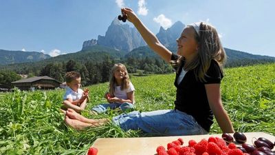 Die Obsternte wird auf den Südtiroler Bergbauernhöfen mit dem Qualitätssiegel „Roter Hahn“ von der Bäuerin zu Fruchtaufstrichen weiterverarbeitet