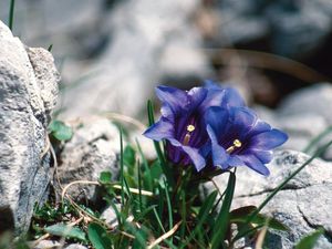 Der Enzian, von der Frühlingssonne erweckt