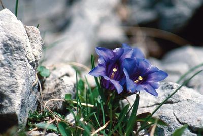 Der Enzian, von der Frühlingssonne erweckt