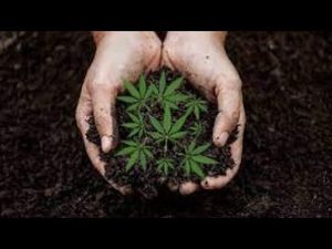 Es ist wichtig, hochwertiges Cannabis-Saatgut zu bekommen Es ist wichtig, hochwertiges Cannabis-Saatgut zu bekommen