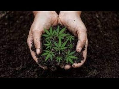Es ist wichtig, hochwertiges Cannabis-Saatgut zu bekommen