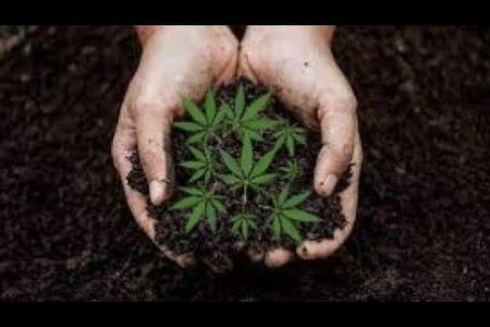 Es ist wichtig, hochwertiges Cannabis-Saatgut zu bekommen