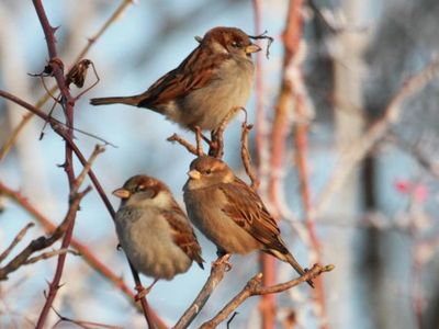 Viele Vögel überwintern in Deutschland 