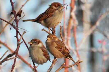 Viele Vögel überwintern in Deutschland 