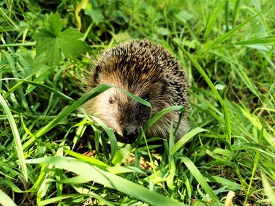 Bei großer Hitze suchen Wildtiere oft vergebens nach Abkühlung. Eine Schale mit frischem Wasser kann Tierleben retten