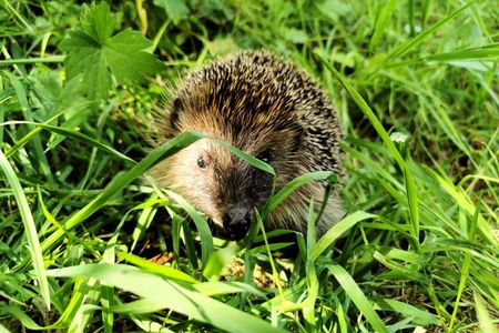 Bei großer Hitze suchen Wildtiere oft vergebens nach Abkühlung. Eine Schale mit frischem Wasser kann Tierleben retten