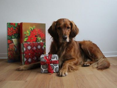 Das eigene Heimtier darf gerne zum Weihnachtsfest beschenkt werden, sollte aber keinesfalls selbst als Geschenk dienen