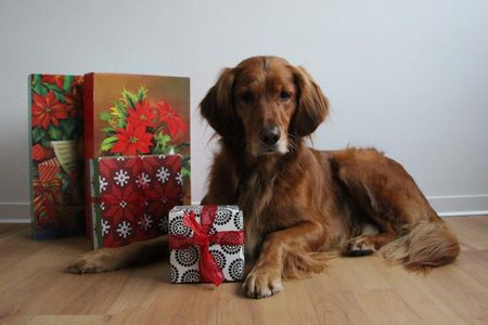 Das eigene Heimtier darf gerne zum Weihnachtsfest beschenkt werden, sollte aber keinesfalls selbst als Geschenk dienen