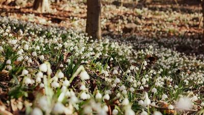 Im Frühlingstal zwischen Montiggl und Kalterer See erleben Südtirol-Urlauber im Februar und März ein Naturschauspiel aus abertausenden von Blüten