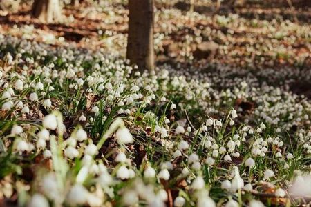 Im Frühlingstal zwischen Montiggl und Kalterer See erleben Südtirol-Urlauber im Februar und März ein Naturschauspiel aus abertausenden von Blüten