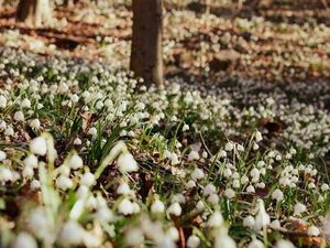 Im Frühlingstal zwischen Montiggl und Kalterer See erleben Südtirol-Urlauber im Februar und März ein Naturschauspiel aus abertausenden von Blüten