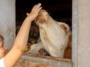 Gleich morgens dürfen kleine Gäste mit dabei sein, wenn der Landwirt die Tiere versorgt und die Kälbchen tränkt Gleich morgens dürfen kleine Gäste mit dabei sein, wenn der Landwirt die Tiere versorgt und die Kälbchen tränkt