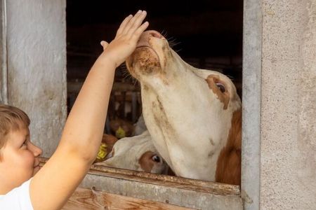 Gleich morgens dürfen kleine Gäste mit dabei sein, wenn der Landwirt die Tiere versorgt und die Kälbchen tränkt