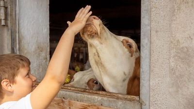 Gleich morgens dürfen kleine Gäste mit dabei sein, wenn der Landwirt die Tiere versorgt und die Kälbchen tränkt