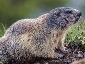 Murmeltiere sind sicherlich die putzigsten Vertreter der „Big Five der Alpen“. Im Nationalpark Hohe Tauern Osttirol sieht man sie häufig Murmeltiere sind sicherlich die putzigsten Vertreter der „Big Five der Alpen“. Im Nationalpark Hohe Tauern Osttirol sieht man sie häufig