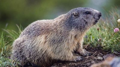 Murmeltiere sind sicherlich die putzigsten Vertreter der „Big Five der Alpen“. Im Nationalpark Hohe Tauern Osttirol sieht man sie häufig