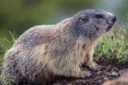 Murmeltiere sind sicherlich die putzigsten Vertreter der „Big Five der Alpen“. Im Nationalpark Hohe Tauern Osttirol sieht man sie häufig