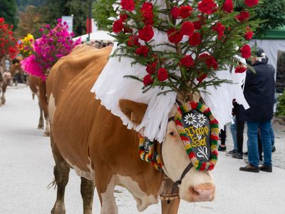 Almabtrieb in der Hohen Salve: Ein Fest für die Sinne