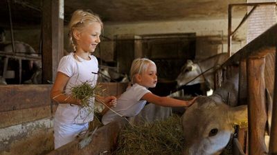 Im September und Oktober kehren in Südtirol die Weidetiere von ihrem Sommeraufenthalt auf der Alm zurück zu den „Roter Hahn“-Höfen, wo Kinder die Kühe, Schafe, Ziegen und Pferde streicheln und füttern dürfen