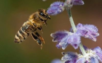 So kommen unsere heimischen Wildtiere gut durch den Sommer