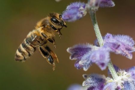So kommen unsere heimischen Wildtiere gut durch den Sommer
