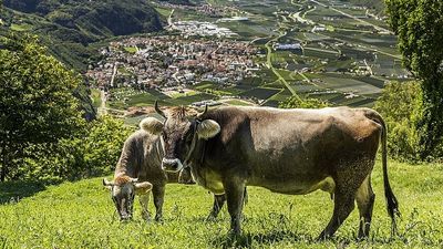 Eingebettet zwischen Bergen und Apfelhainen: Ob Frühlingsblüte, Sommer oder Ernteherbst – die Apfelstadt Leifers im Südtiroler Unterland verzaubert Urlauber zu jeder Jahreszeit mit Aus- und Einblicken