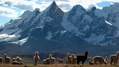 Entschleunigung mit Fellnasen – Slow-Trekking-Marktführer Hauser Exkursionen führt seine Gäste seit 1973 per pedes nach Peru