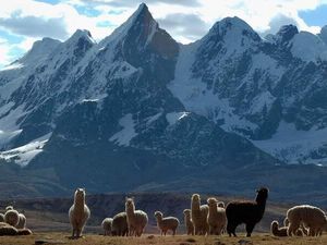 Entschleunigung mit Fellnasen – Slow-Trekking-Marktführer Hauser Exkursionen führt seine Gäste seit 1973 per pedes nach Peru Entschleunigung mit Fellnasen – Slow-Trekking-Marktführer Hauser Exkursionen führt seine Gäste seit 1973 per pedes nach Peru