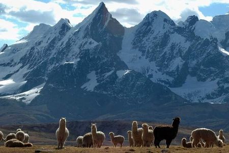 Entschleunigung mit Fellnasen – Slow-Trekking-Marktführer Hauser Exkursionen führt seine Gäste seit 1973 per pedes nach Peru
