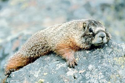 Das Pfeifen der im Alpenraum Mankei genannten Murmeltiere ist schon unten im Dorf zu hören