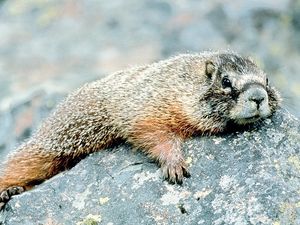 Das Pfeifen der im Alpenraum Mankei genannten Murmeltiere ist schon unten im Dorf zu hören