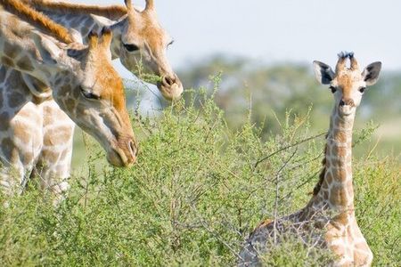 Mit Hauser Exkursionen erkunden Weltentdecker seit 1973 Landschaften und Kulturen rund um den Erdball. Im neuen Programm 2024/25 sind allein acht Reisen nach Namibia dabei