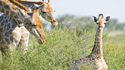 Mit Hauser Exkursionen erkunden Weltentdecker seit 1973 Landschaften und Kulturen rund um den Erdball. Im neuen Programm 2024/25 sind allein acht Reisen nach Namibia dabei