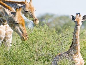 Mit Hauser Exkursionen erkunden Weltentdecker seit 1973 Landschaften und Kulturen rund um den Erdball. Im neuen Programm 2024/25 sind allein acht Reisen nach Namibia dabei Mit Hauser Exkursionen erkunden Weltentdecker seit 1973 Landschaften und Kulturen rund um den Erdball. Im neuen Programm 2024/25 sind allein acht Reisen nach Namibia dabei