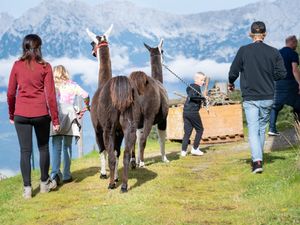 Flauschige Begegnung: Alpakas sorgen bei Wanderungen für strahlende Gesichter Flauschige Begegnung: Alpakas sorgen bei Wanderungen für strahlende Gesichter