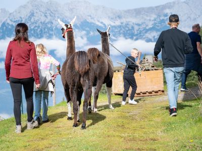 Flauschige Begegnung: Alpakas sorgen bei Wanderungen für strahlende Gesichter