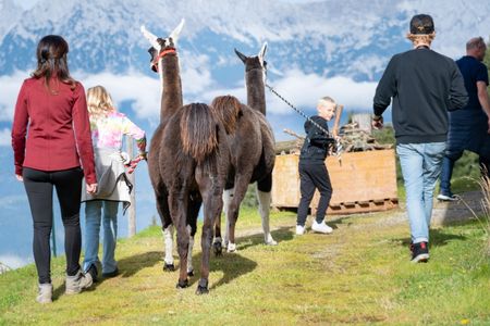 Flauschige Begegnung: Alpakas sorgen bei Wanderungen für strahlende Gesichter
