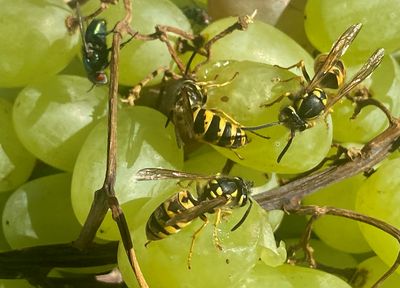 Wespen lieben süße Früchte. Mit einfachen Mitteln lassen sie sich friedlich fernhalten