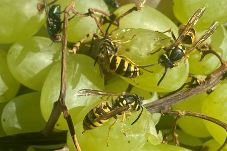 Wespen lieben süße Früchte. Mit einfachen Mitteln lassen sie sich friedlich fernhalten