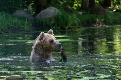 Auch Braunbär Rocco ist ein leidenschaftlicher Schwimmer