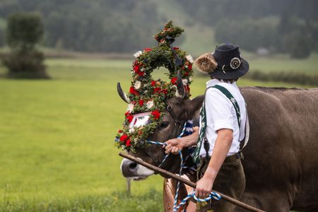 Kranzrind beim Viehscheid