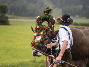 Kranzrind beim Viehscheid Kranzrind beim Viehscheid