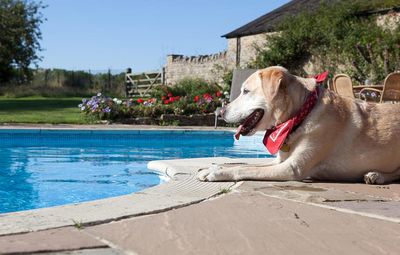 Viele Hunde kühlen sich gerne im Wasser ab