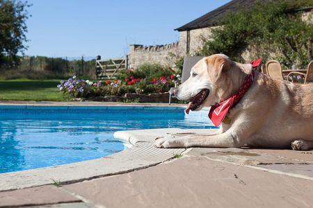 Viele Hunde kühlen sich gerne im Wasser ab